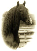 Yeguada Iberica's PRE stallion Malabar